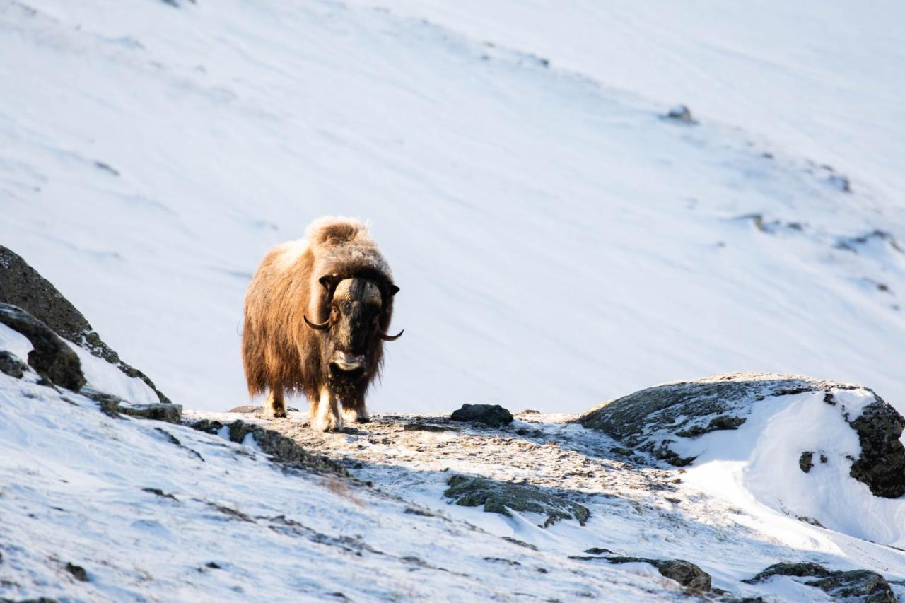 Enden Rondane River Lodge - Rondane Gjestegard מראה חיצוני תמונה