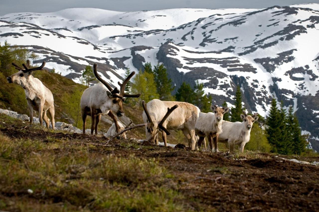 Enden Rondane River Lodge - Rondane Gjestegard מראה חיצוני תמונה